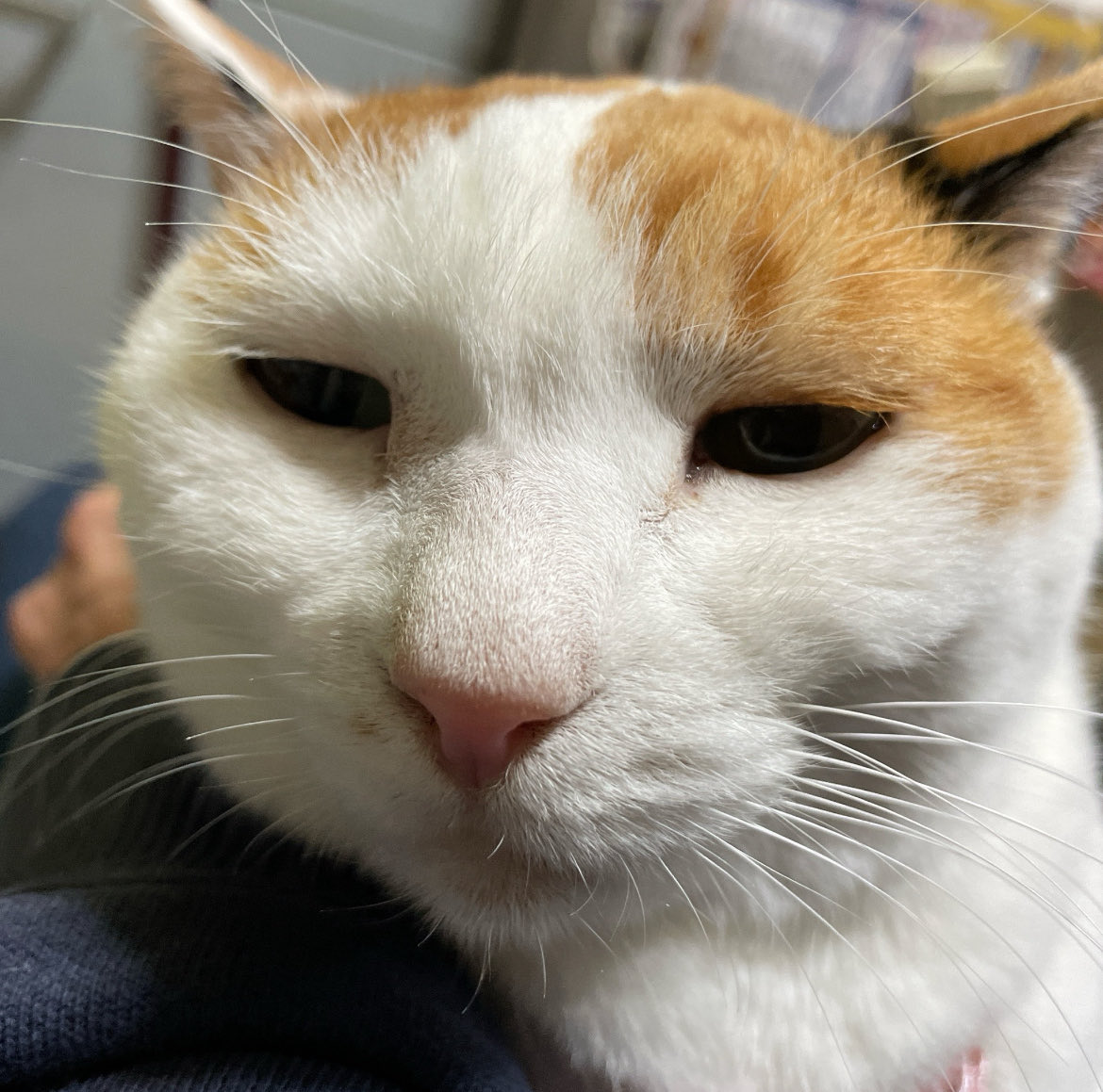 おやすみ by福ちゃん
#ネコ #福ちゃん #ミケ猫