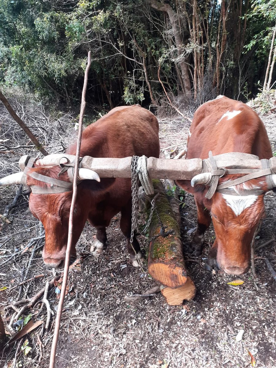 Chiloé Transparente tweet media