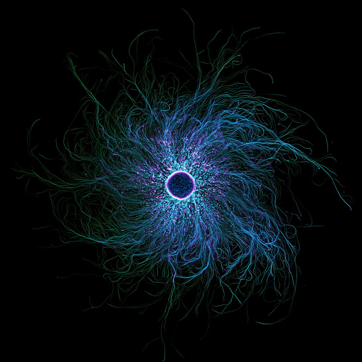 nicolashubacz's tweet image. Instead of “This cell can’t change.”
Say “This cell can become anything.”
Reprogramming adult IPSC cells into neurons reminds us: adaptability is built into biology itself.