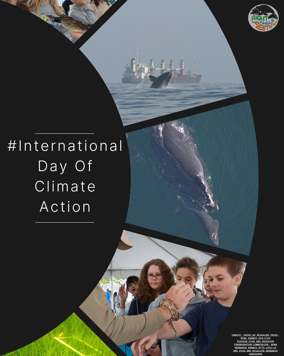 Right Whale Festival tweet media