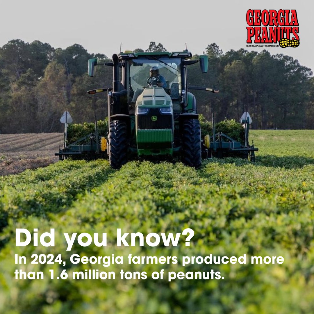 gapeanuts's tweet image. It&apos;s #funfactfriday: harvest edition! 🚜🥜

Did you know? In 2024, Georgia farmers produced 1.6 million tons of peanuts! 

🔗 Learn more at bit.ly/437JZOO

 #HarvestSeason #GeorgiaPeanuts