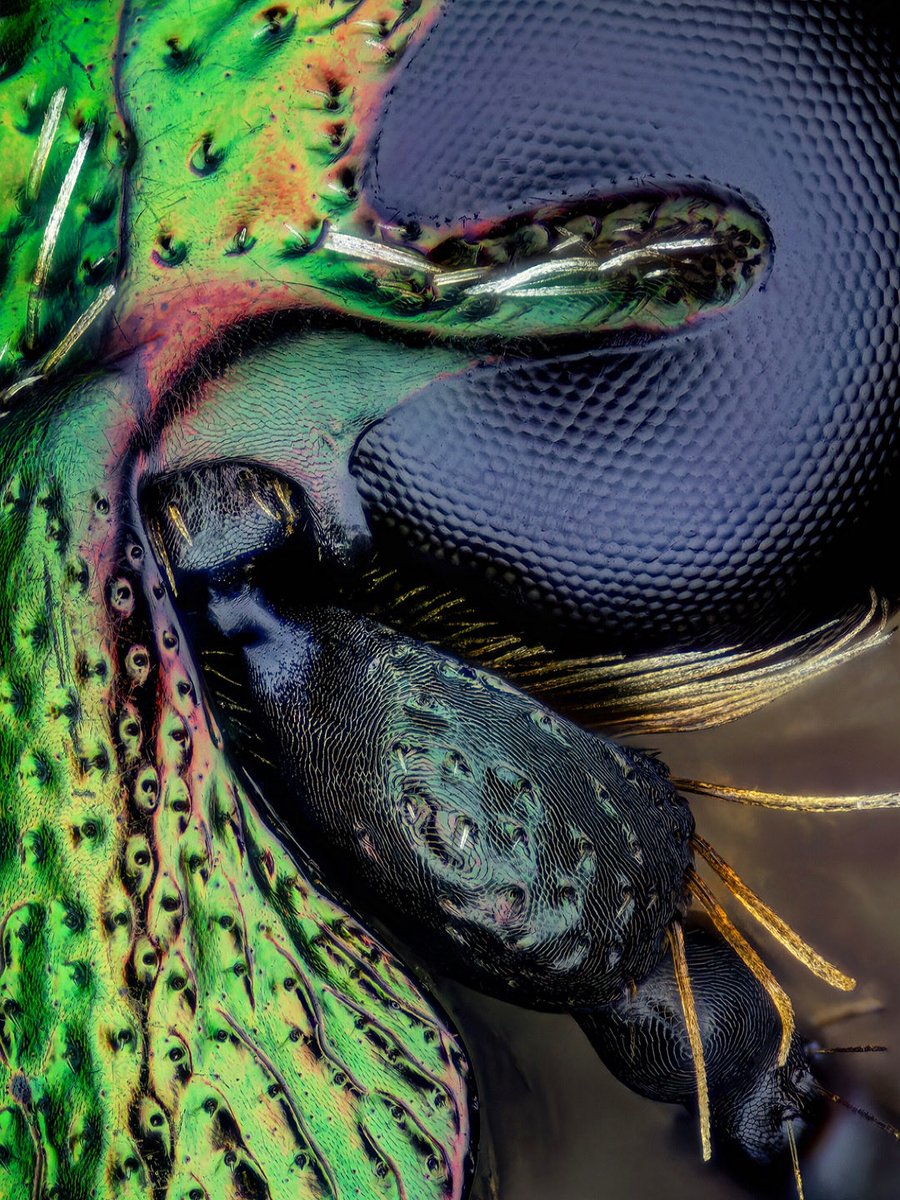 sagaOptics's tweet photo. The eye of a rose chafer. So many details in such a small space. With macro photography, thousands of motifs can be found on a single insect. https://t.co/IIXsNsytdn