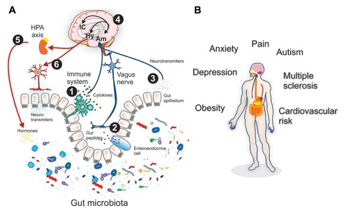 Helios_Movement's tweet image. Healing your gut is usually the best first step you can take in order to improve every aspect of your health.

And it's no wonder why.

The gut has a profound influence on every major organ and hormonal pathway in our bodies, whether that’s through bidirectional communication…