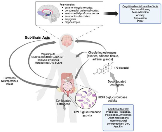 Helios_Movement's tweet image. Healing your gut is usually the best first step you can take in order to improve every aspect of your health.

And it's no wonder why.

The gut has a profound influence on every major organ and hormonal pathway in our bodies, whether that’s through bidirectional communication…