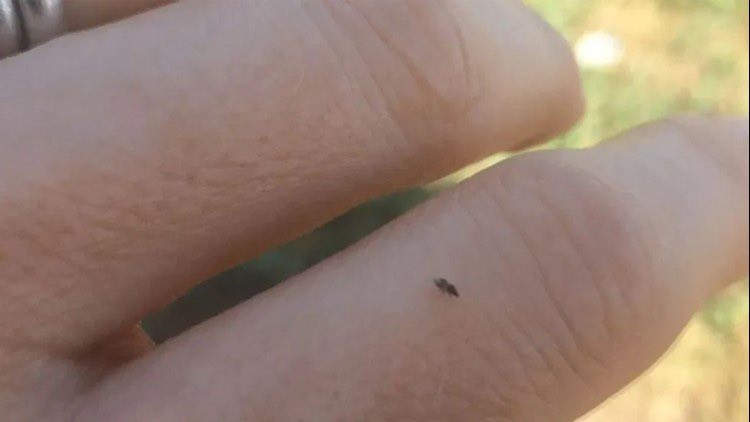 midwestern_ope's tweet image. The best thing about the cold weather is these little black bugs go back to hell where they belong