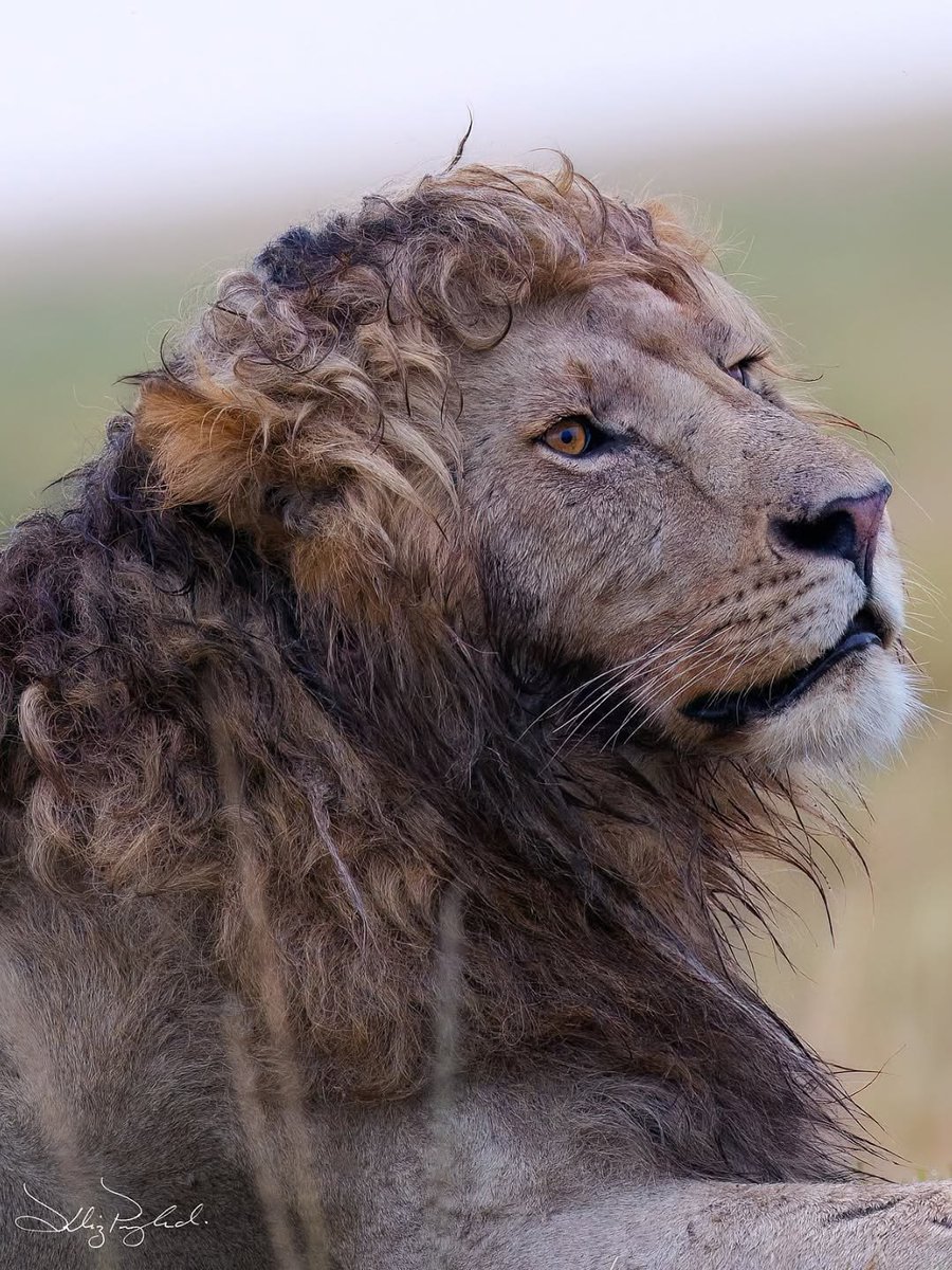 mstmoj's tweet image. مدل موهام‌ اگه بعد حموم سشوار نکشم