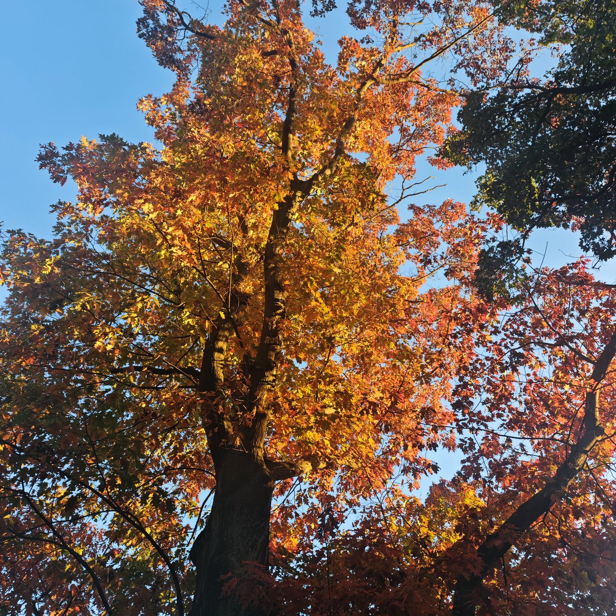 晓川Evelyn🏳️‍⚧️️ (@breadandfree) on Twitter photo 