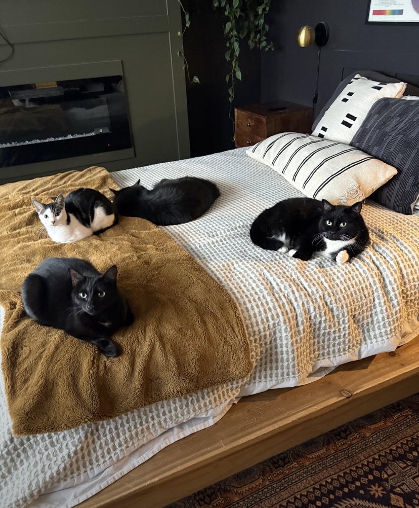 I didn’t even want a cat…

Not pictured: the 5th cat that also lives here 😅