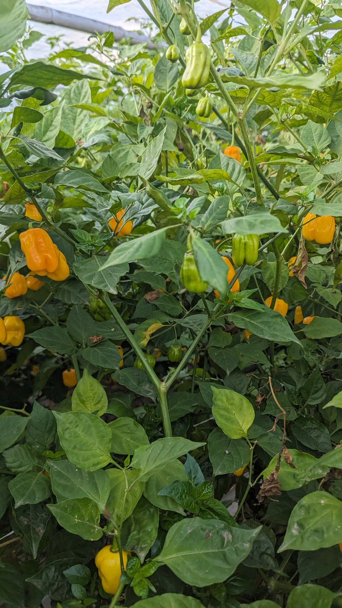 6.5 feet tall habanero plants 

Quote this tweet with the picture of anything you grow.

Thread??