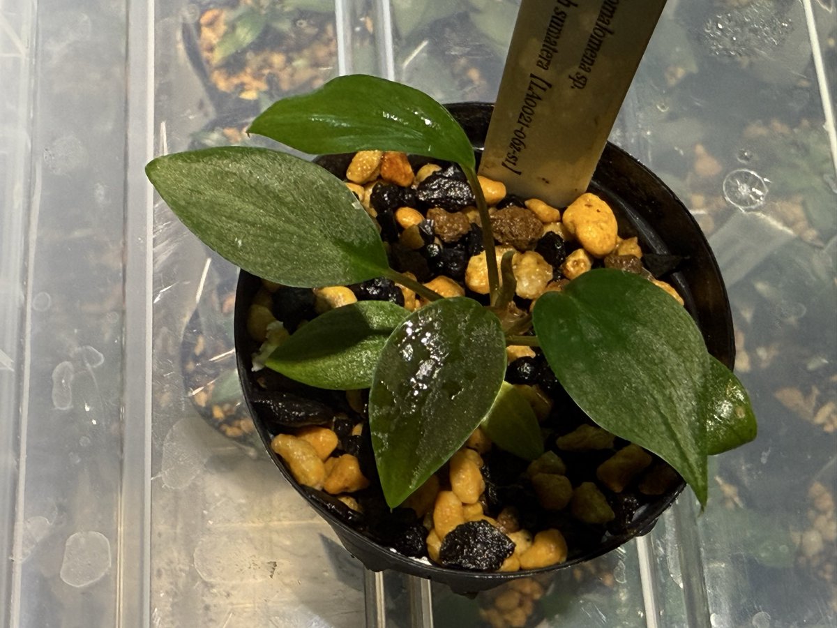 超希少❗️アグラオネマゴールデンドラゴン新葉展開中✨️ 超希少❗️アグラオネマゴールデンドラゴン新葉展開中