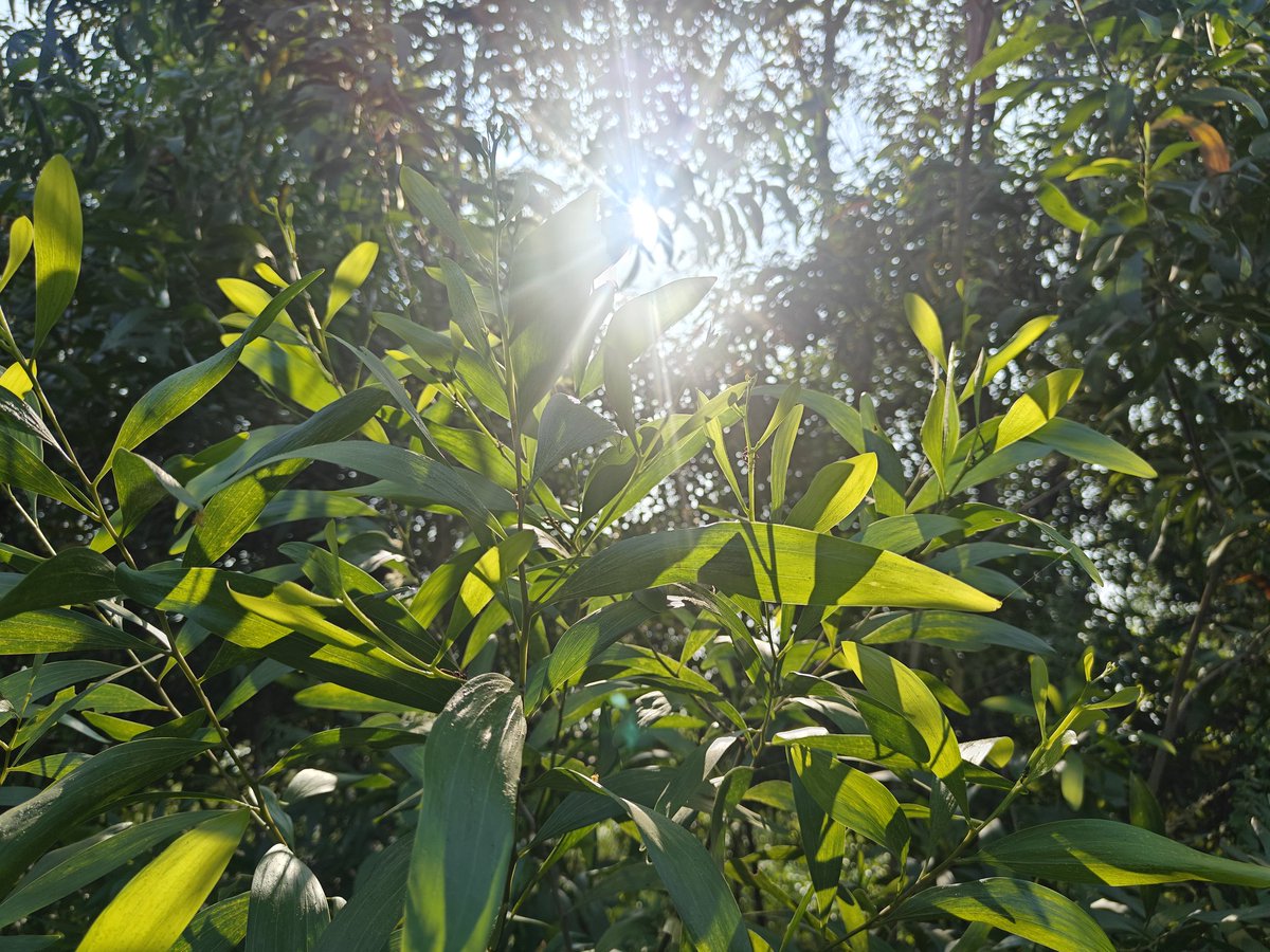 “The forest makes your heart gentle”.
Clicked these pics during my morning run today 🍀🌿

#naturelovers #intothewild #lostinnature