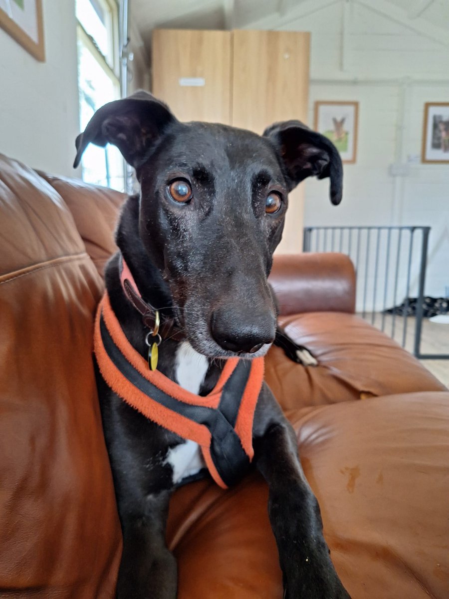 DogsTrust's tweet image. Do you remember Domino? He is our longest resident at @DT_Leeds (over 2,600 days in our care.) 💛 Domino had an adoption booked recently and was sailing through his adoption meets...