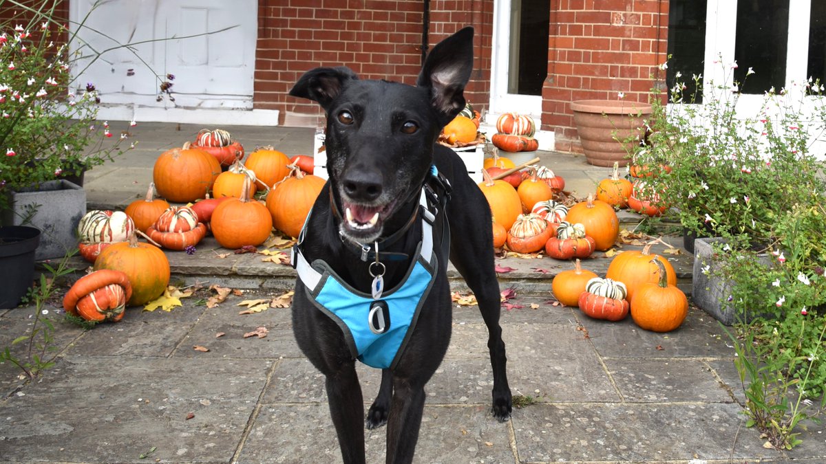 Battersea_'s tweet image. The dogs at our Old Windsor centre are hoping to charm you this spooky season. 🎃 Meet Kenzo, Charm, Teddy, and Edith! Please like, comment and share to help them find loving homes. 

Learn more about each dog and get registered to rehome here: bit.ly/43irAjb