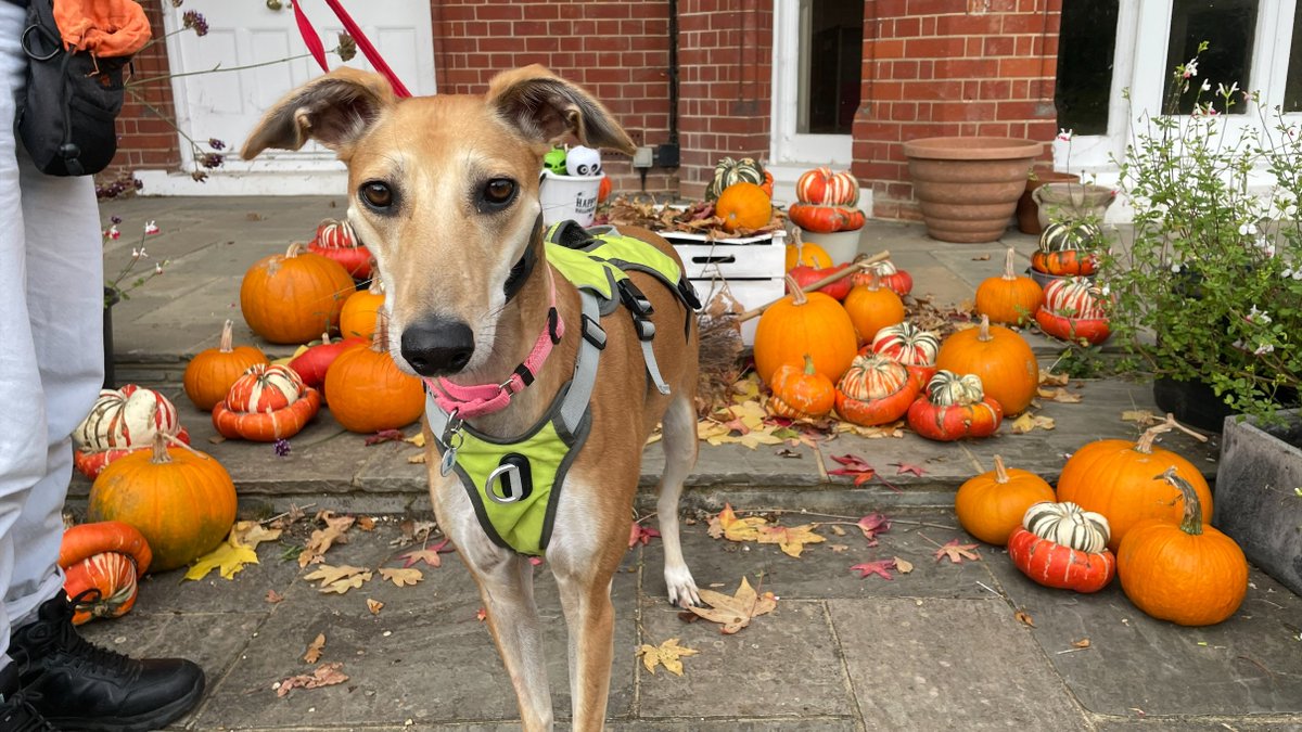 Battersea_'s tweet image. The dogs at our Old Windsor centre are hoping to charm you this spooky season. 🎃 Meet Kenzo, Charm, Teddy, and Edith! Please like, comment and share to help them find loving homes. 

Learn more about each dog and get registered to rehome here: bit.ly/43irAjb