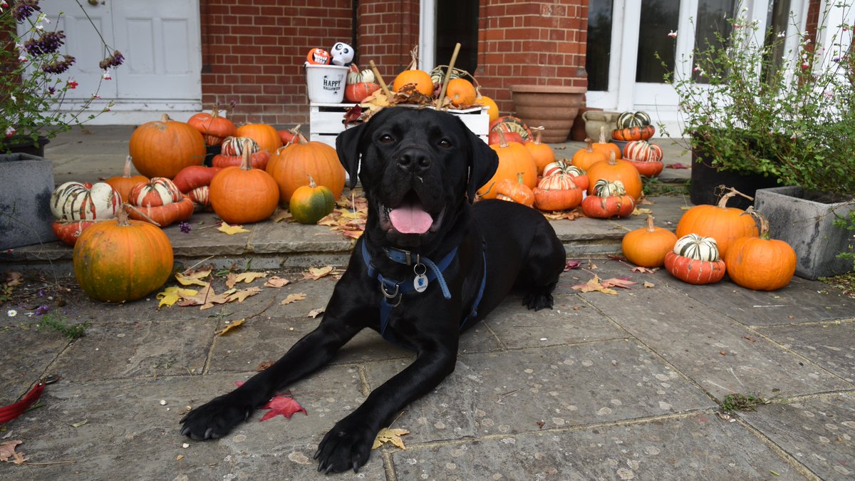 Battersea_'s tweet image. The dogs at our Old Windsor centre are hoping to charm you this spooky season. 🎃 Meet Kenzo, Charm, Teddy, and Edith! Please like, comment and share to help them find loving homes. 

Learn more about each dog and get registered to rehome here: bit.ly/43irAjb