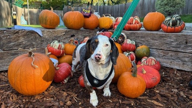 Battersea_'s tweet image. The dogs at our Old Windsor centre are hoping to charm you this spooky season. 🎃 Meet Kenzo, Charm, Teddy, and Edith! Please like, comment and share to help them find loving homes. 

Learn more about each dog and get registered to rehome here: bit.ly/43irAjb