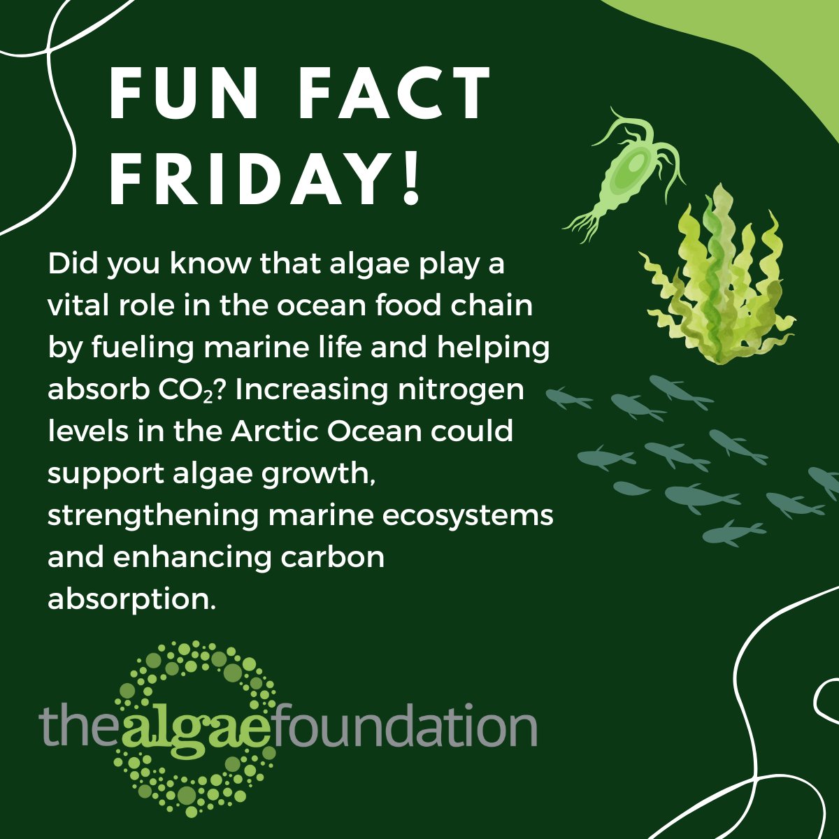 Algae Foundation tweet media