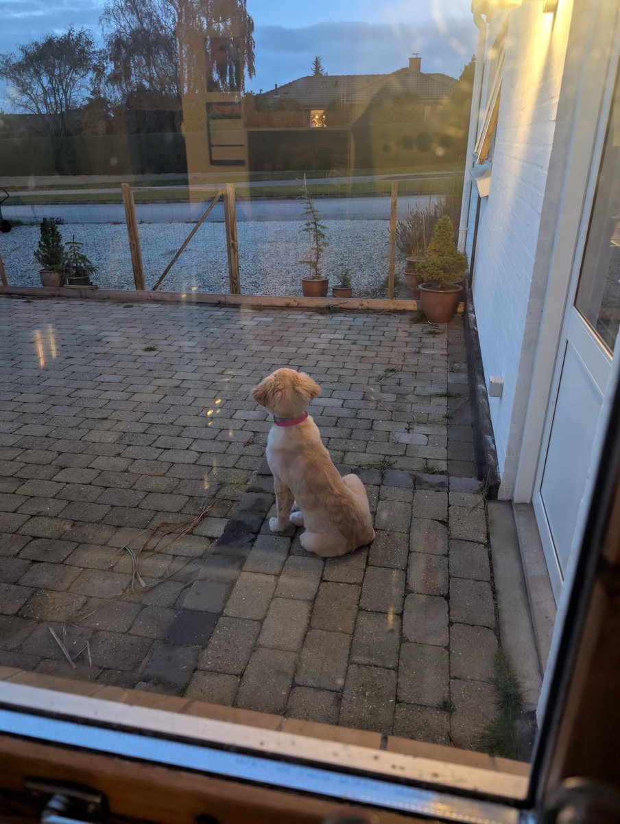 Der bliver observeret solsortekamp.