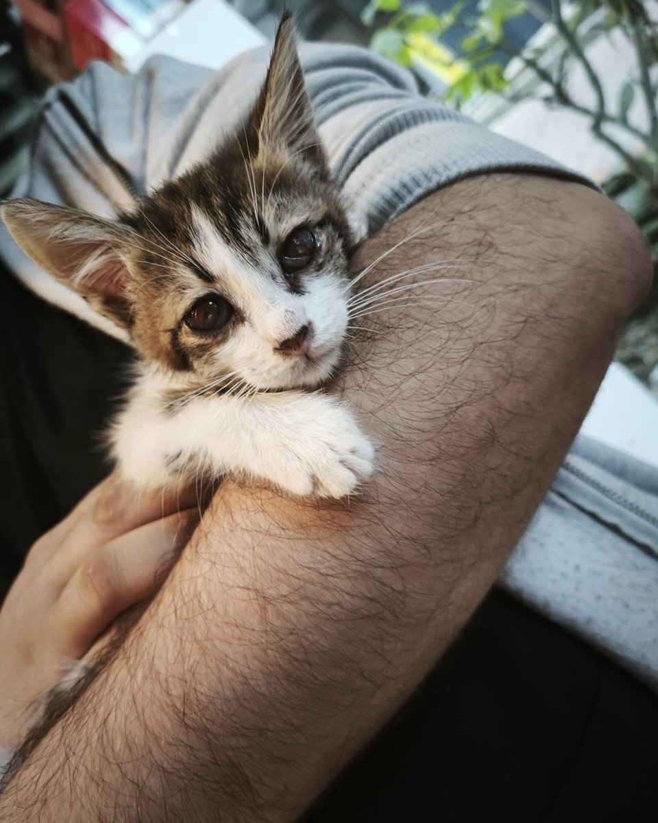 " ENGELLİ CANLARA ÖNCELİK 
GÖZLERİM GÖRMÜYOR UFACIK ERKEK BEBEĞİM
BANA YUVANIZI AÇAR MISINIZ 
Yer: İstanbul (Beşiktaş)
İletişim: 0537 352 96 62
Instagram DM: <a href="/halime/">halime</a>.karaman  facebook.com/photo?fbid=124…