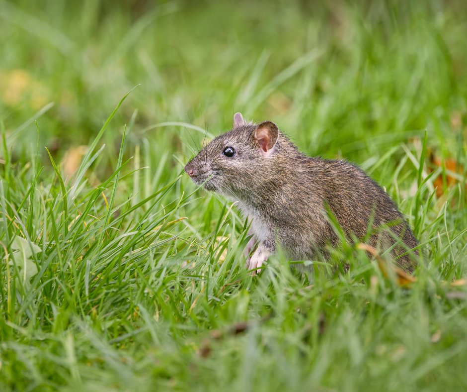 txextension's tweet image. Did you know rodents can fit through a hole the size of a dime?

It’s #RodentAwarenessWeek — learn how AgriLife Extension experts are helping communities protect homes and health through integrated pest management.

Learn more: ipmhouse.tamu.edu