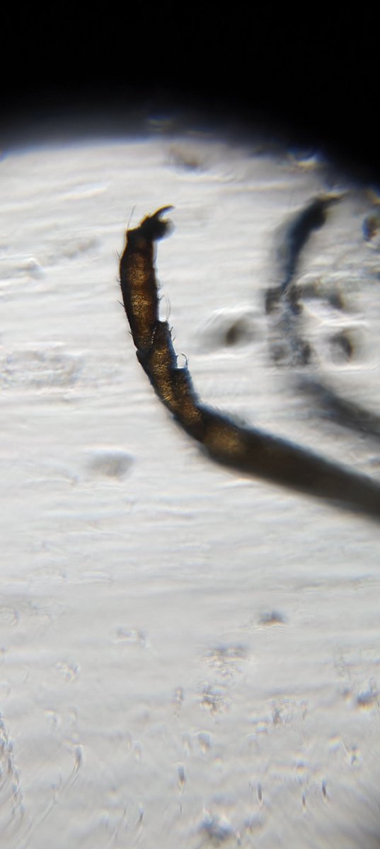 rohinimd25's tweet photo. The kit is assembled and I observed the wing and legs of a fruit fly through the 140X lens.
#Foldscope #invertebrate #insect #zoology #STEMeducation https://t.co/youaq93jZ8