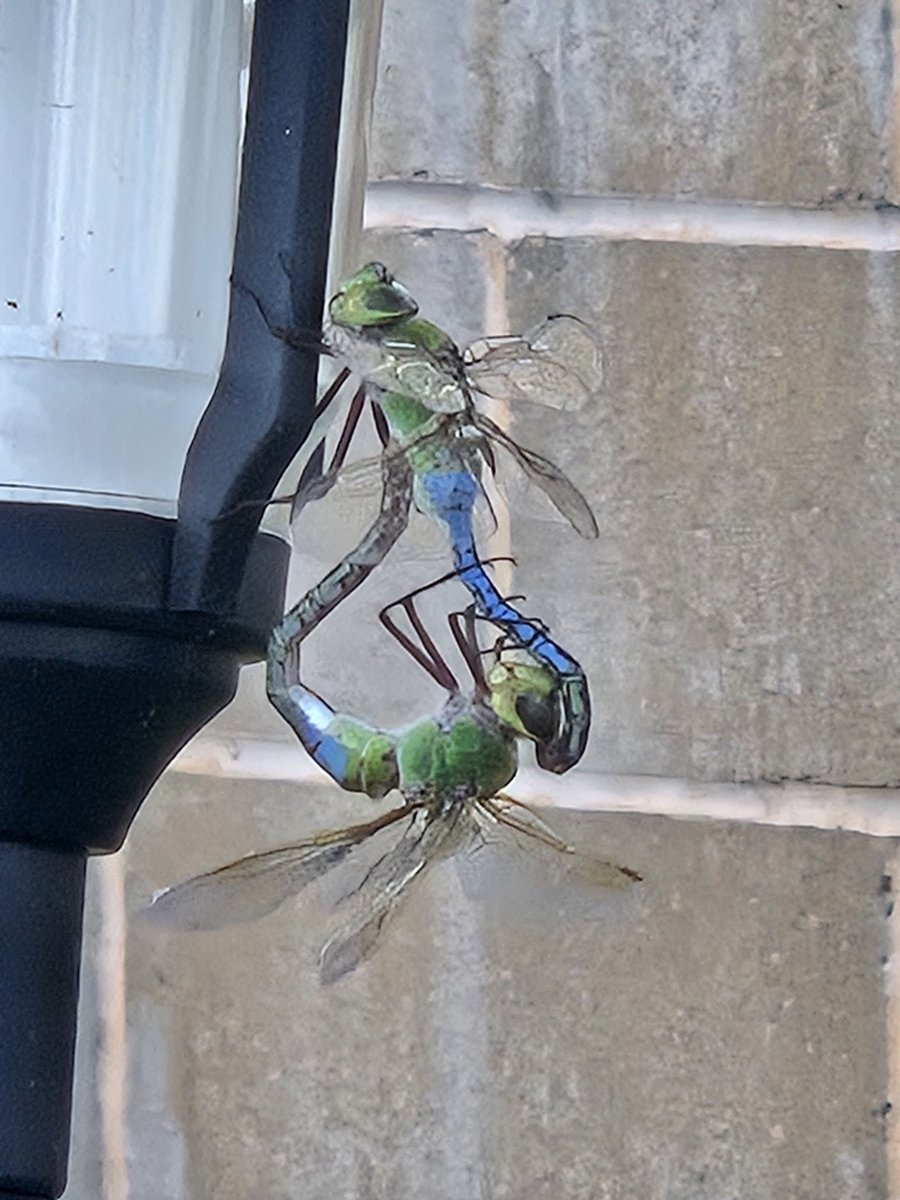 grepCodeCracker's tweet image. Hit that sh*t youngster! 😂
Nature Photography: Dragon fly love.