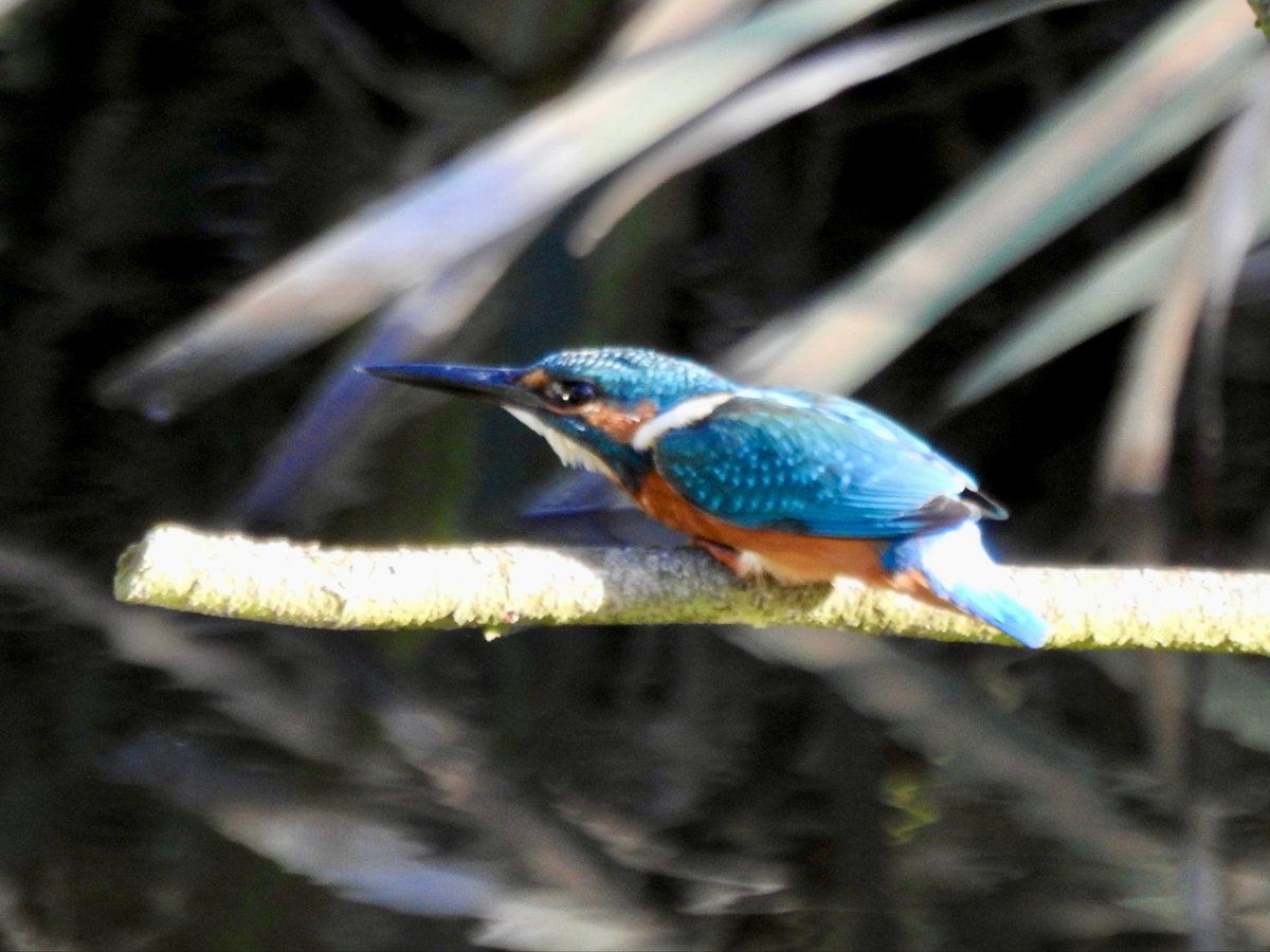 Bright with a cold wind <a href="/tophilllow/">tophilllow</a> today. Kingfisher action (chasing &amp; posturing) as an adolescent continues to remain in the resident adults territory@Natures_Voice <a href="/BNAscience/">BNA science</a> <a href="/Britnatureguide/">The British Nature Guide</a> <a href="/YorkshireWater/">Yorkshire Water 💧</a> <a href="/discoverHullEY/">Discover Hull</a>