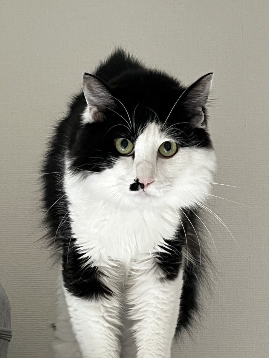 gr_giri99's tweet photo. シッターさんが撮ってくれた猫、何回見直してもかわいそかわいい。飼い主に対する怒りは別の感情がある。気高さがすごい。（欲目〜！） https://t.co/0F4n5dJJZj