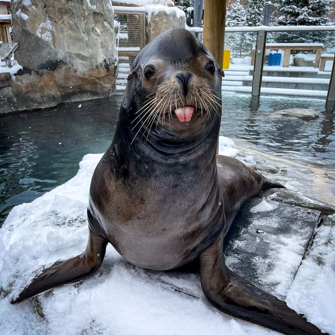 Utah's Hogle Zoo tweet media