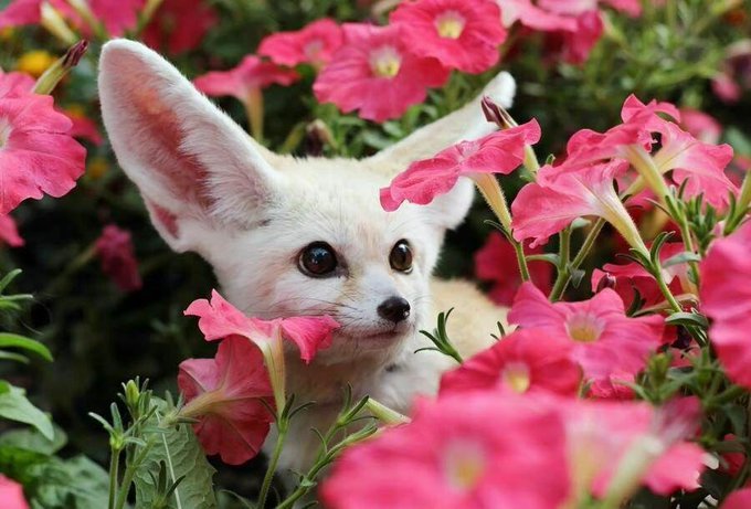 Alanna Gill (@ares18325) on Twitter photo 