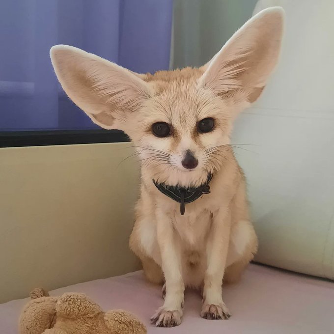 Alanna Gill (@ares18325) on Twitter photo 