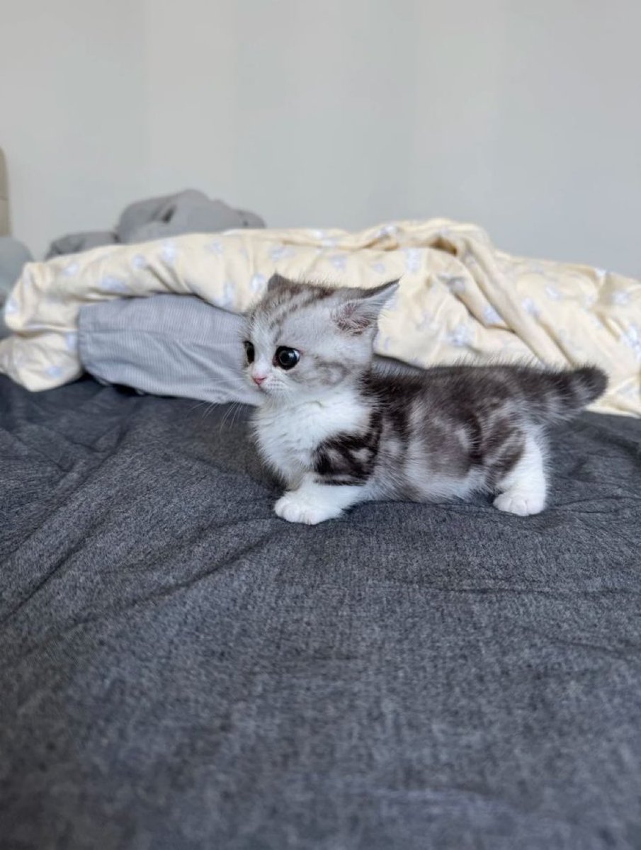 BarkkMeoww's tweet photo. https://t.co/60wEZSacyq