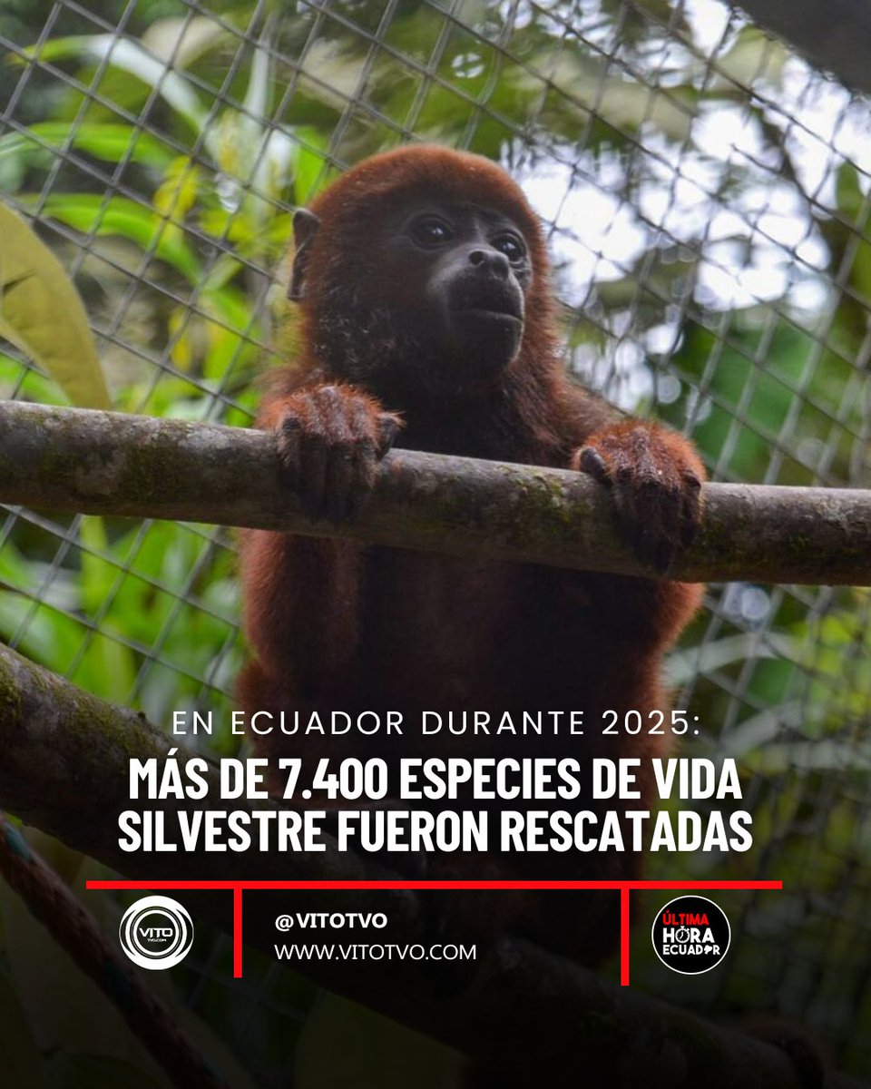 El Ministerio de Ambiente y Energía informó que, entre enero y septiembre de 2025, se rescataron y protegieron más de 7.400 vidas silvestres en Ecuador.

Durante este período, se realizaron 331 procedimientos de rescate y 69 de retención.