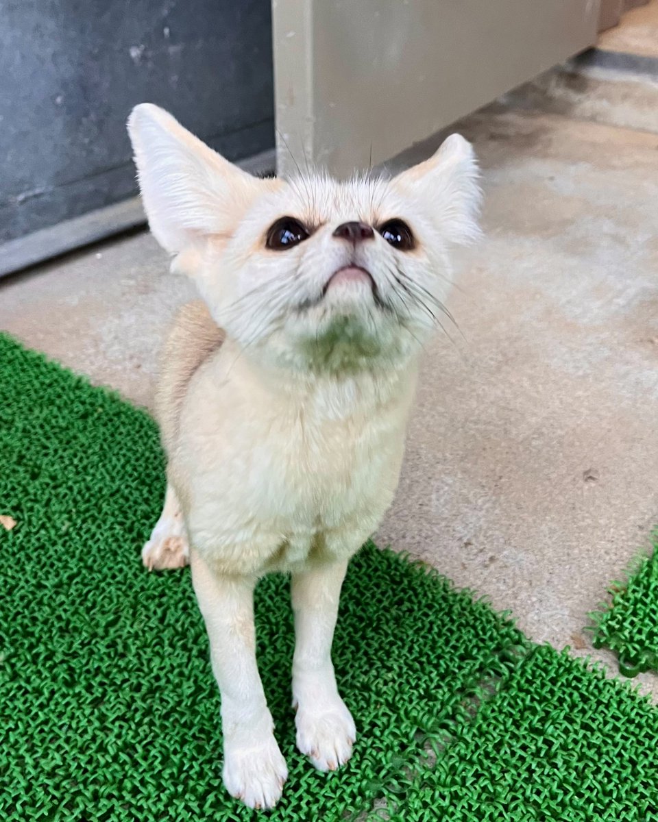 Alanna Gill (@ares18325) on Twitter photo 