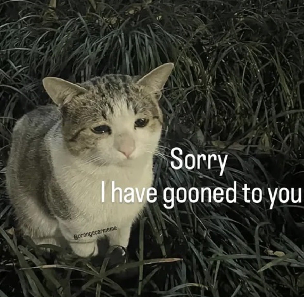 raccoonesthetic's tweet image. 