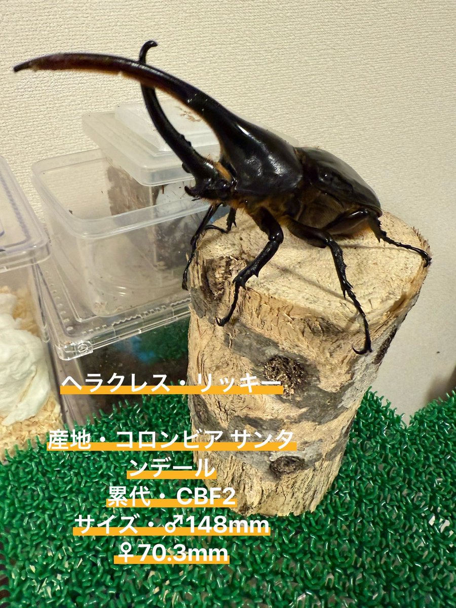nekoneko1998419's tweet photo. フォロワーさん増えたんでやります
リッキーの初令幼虫3匹を2名様に
プレゼントします。
もし良かったら参加して下さい！
詳細は画像に書いてあります！

期間は本日10/25~11/8まで！

参加お待ちしてます https://t.co/sNGYPrezuS