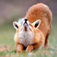 Alanna Gill (@ares18325) on Twitter photo 