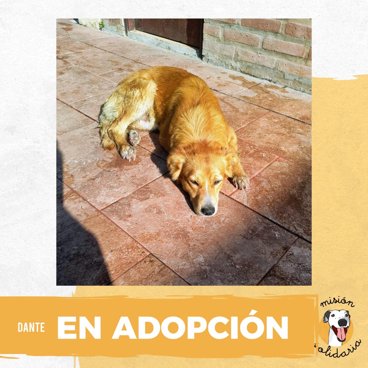 Dante tiene 1 año, está castrado, vacunado, desparasitado. Es de tamaño chico y se lleva con perras y gatos. Que mas necesitas?
Queres adoptarlo? Escribime!
misionsolidariatwitter@gmail.com
Asunto: Dante va a ser mio 😍
Rt porfa