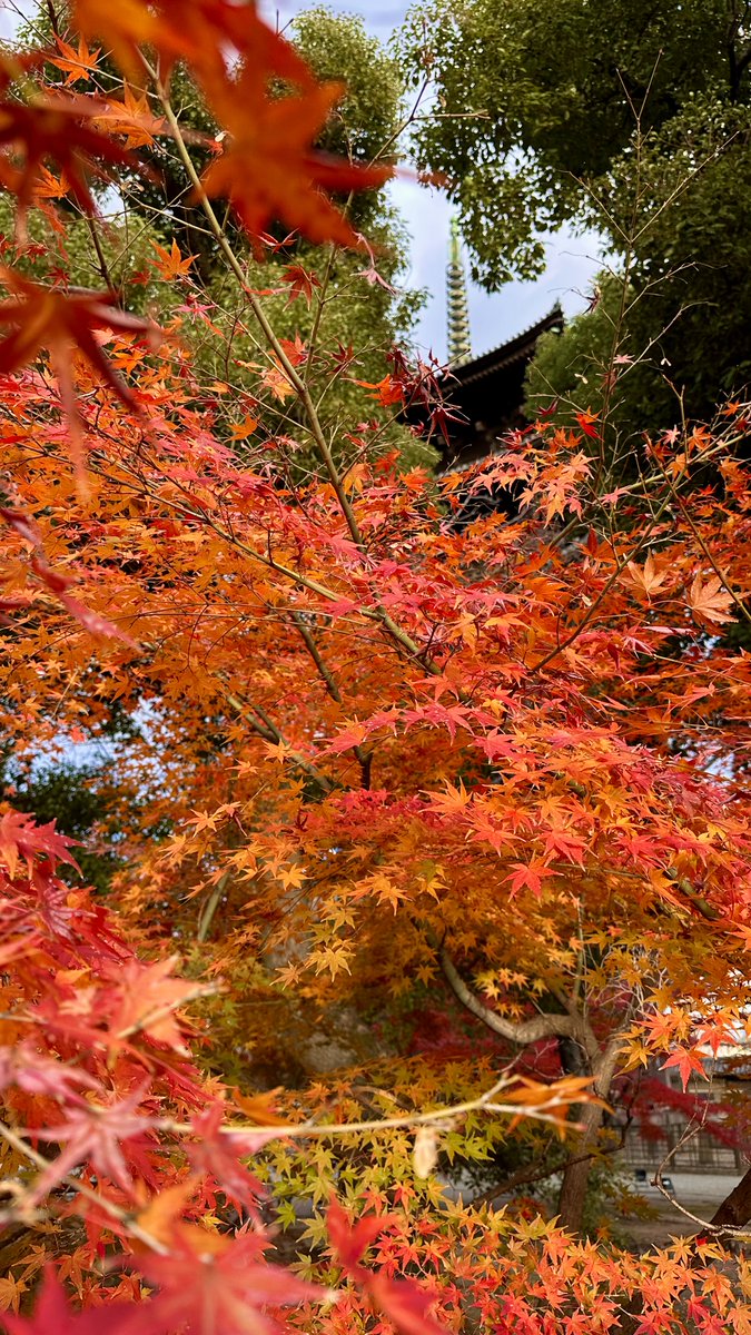 3svn_'s tweet photo. 🍁🍁 https://t.co/OQ5qrcoIOs
