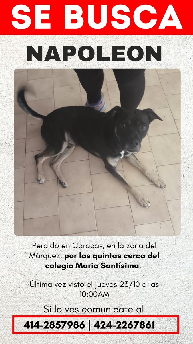 Realedife's tweet photo. @PerroUsuario Por favor, ayúdame a buscar a Napoleón, última vez visto ayer a las 10am https://t.co/U7x3xaHGKp