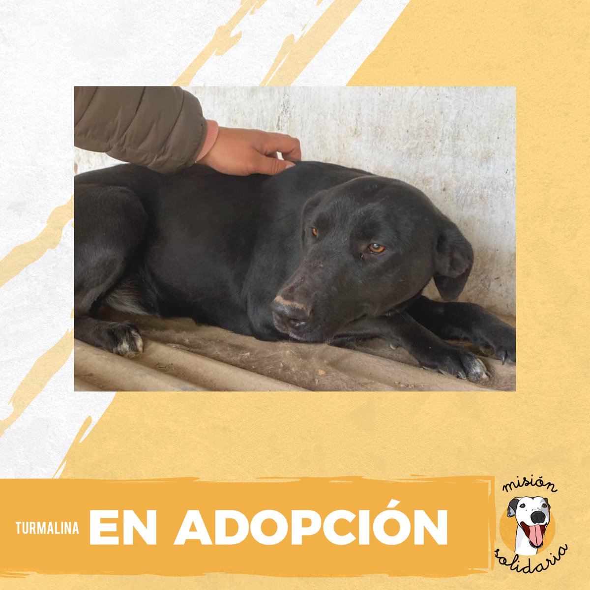 Turmalina tiene 2 años. Está castrada, desparasitada, vacunada, es de tamaño mediano y lista para ir a tu casa a llenarla de alegrias. 
Queres adoptarla? Escribime!!
misionsolidariatwitter@gmail.com
Asunto: #Fueramalasvibras
RT porfa