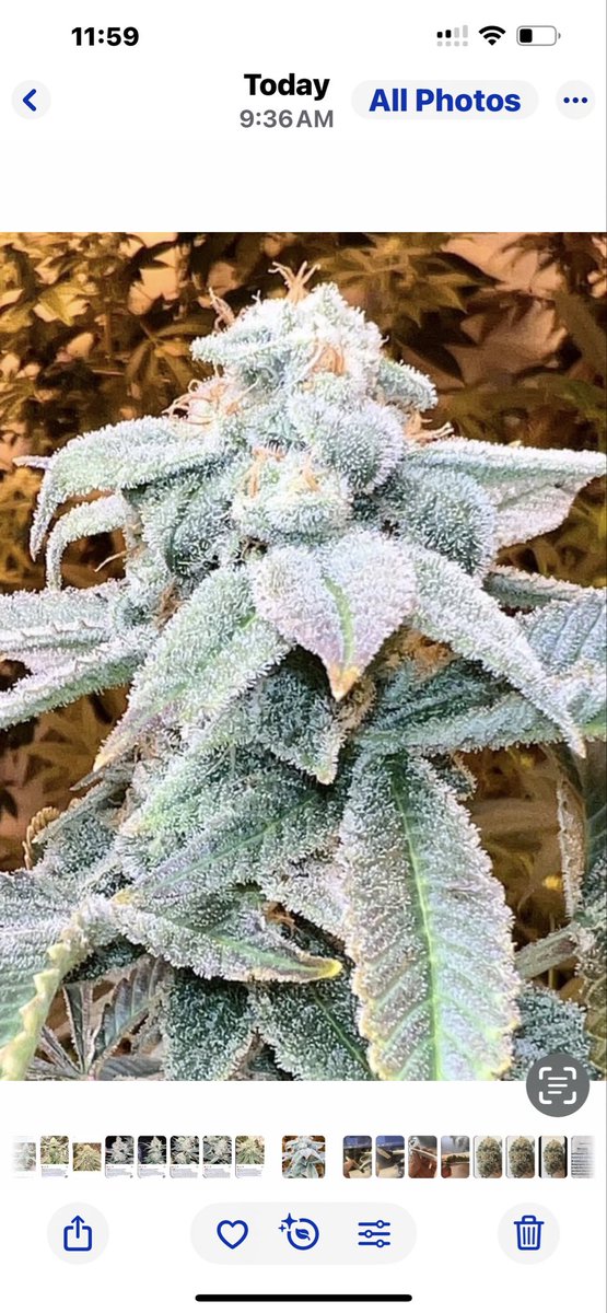 oldschoolchronic tweet media