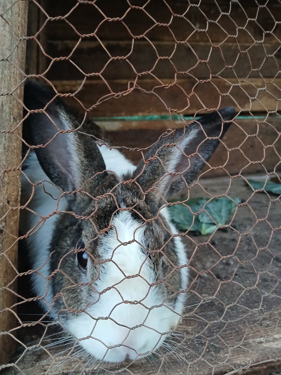 Low cost of production. High fertility 😊 different ages. Available ka Mahhala. Prices range from 150-250. You can contact +268 7839 9080 for deliveries. Asibeni bafuyi🫡❤️