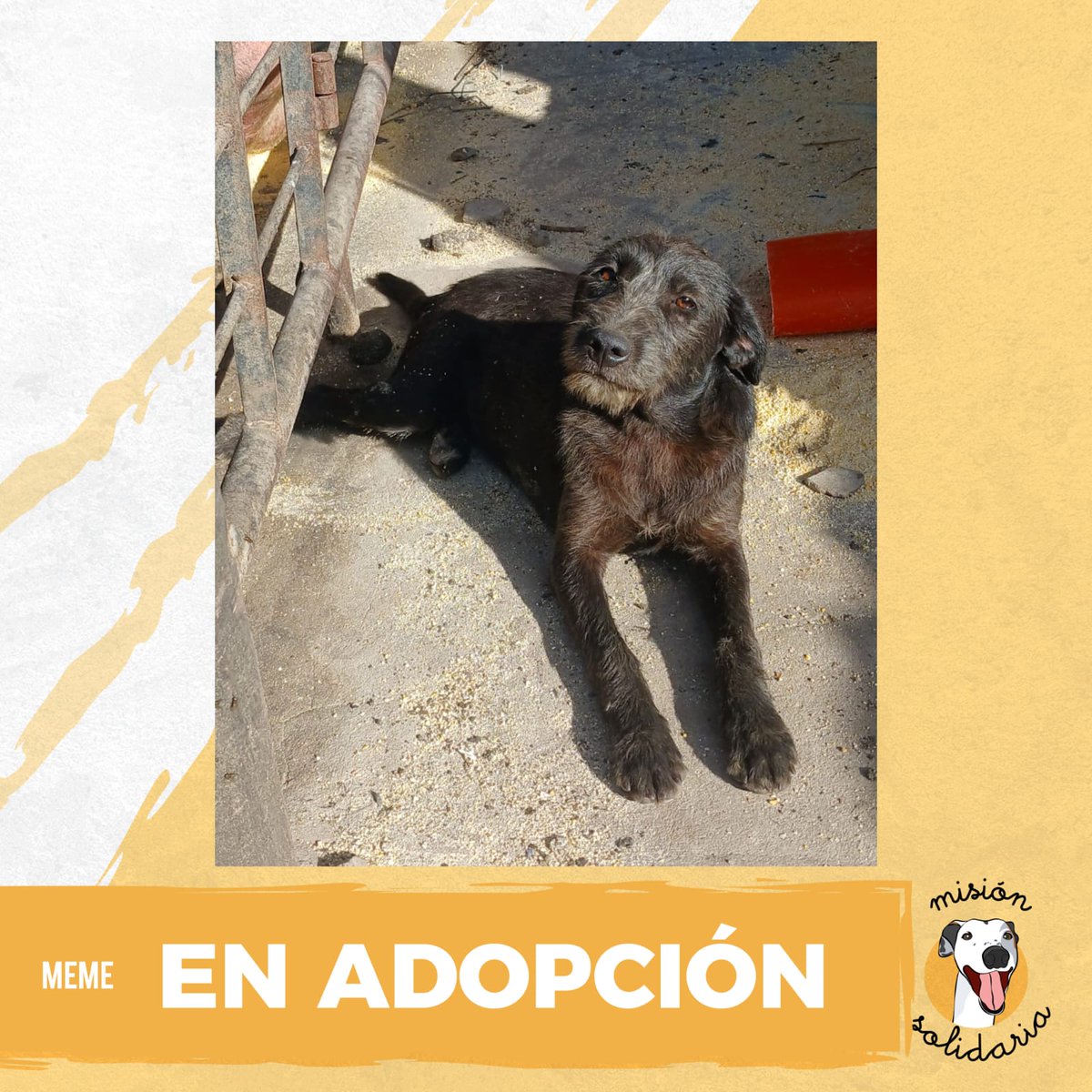 Meme es un barbu de 1 año. 
Esta vacunado y desparasitado
Cachorro, feliz y jugueton es de tamaño mediano. 
Con sus ojitos color café quiere despertarte todas las mañanas, queres adoptarlo?
zonas CABA Y GBA misionsolidariatwitter@gmail.com 
Asunto: Que lindo meme 
Rt porfa