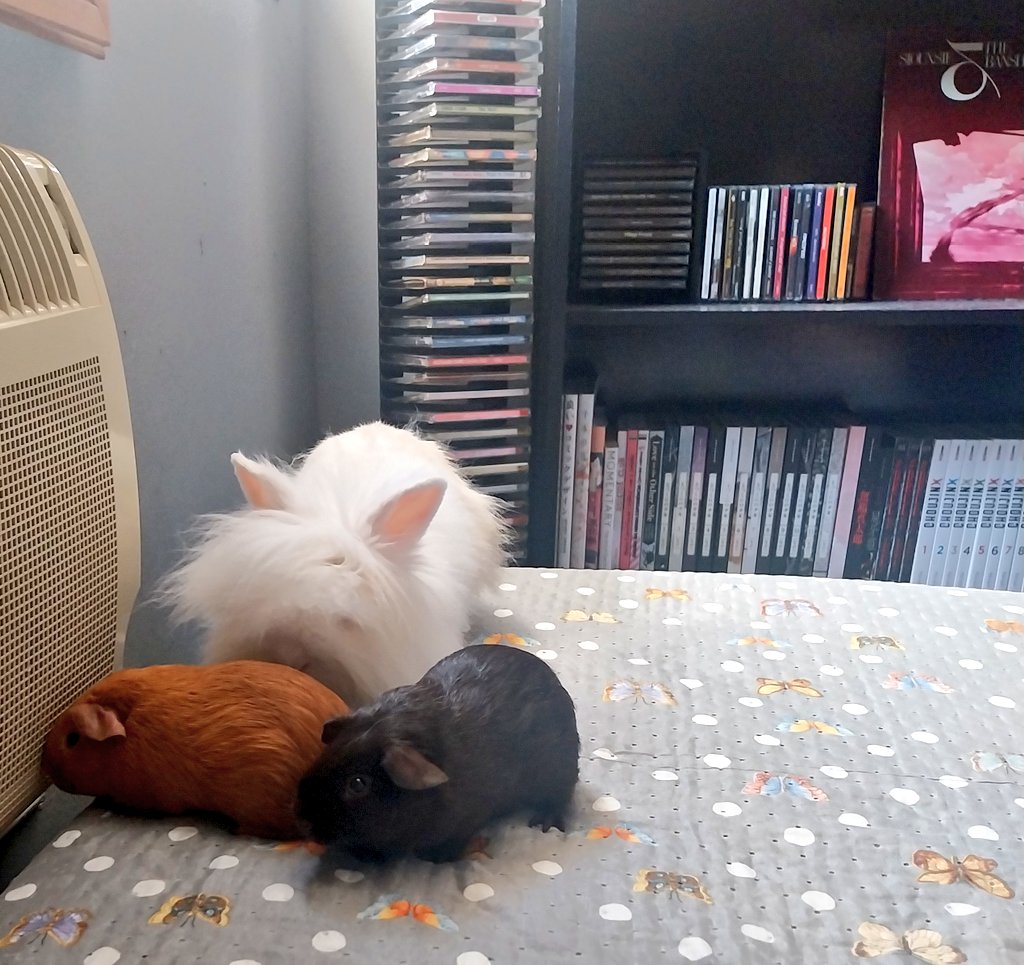 morbidwave's tweet image. They are family