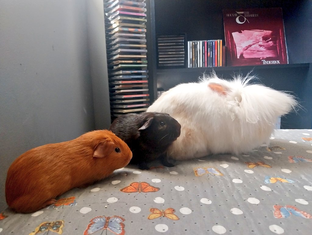 morbidwave's tweet image. 