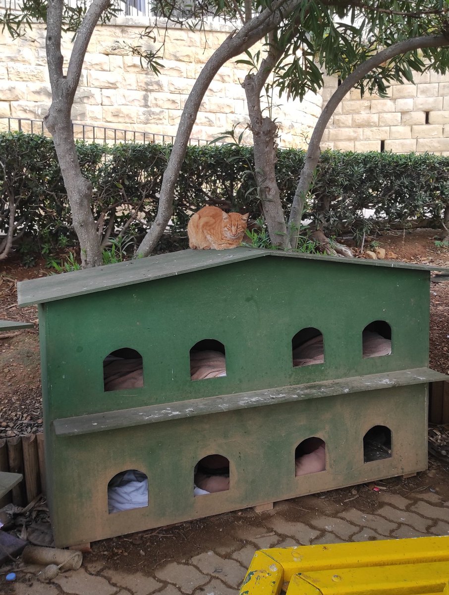 veronica tweet media