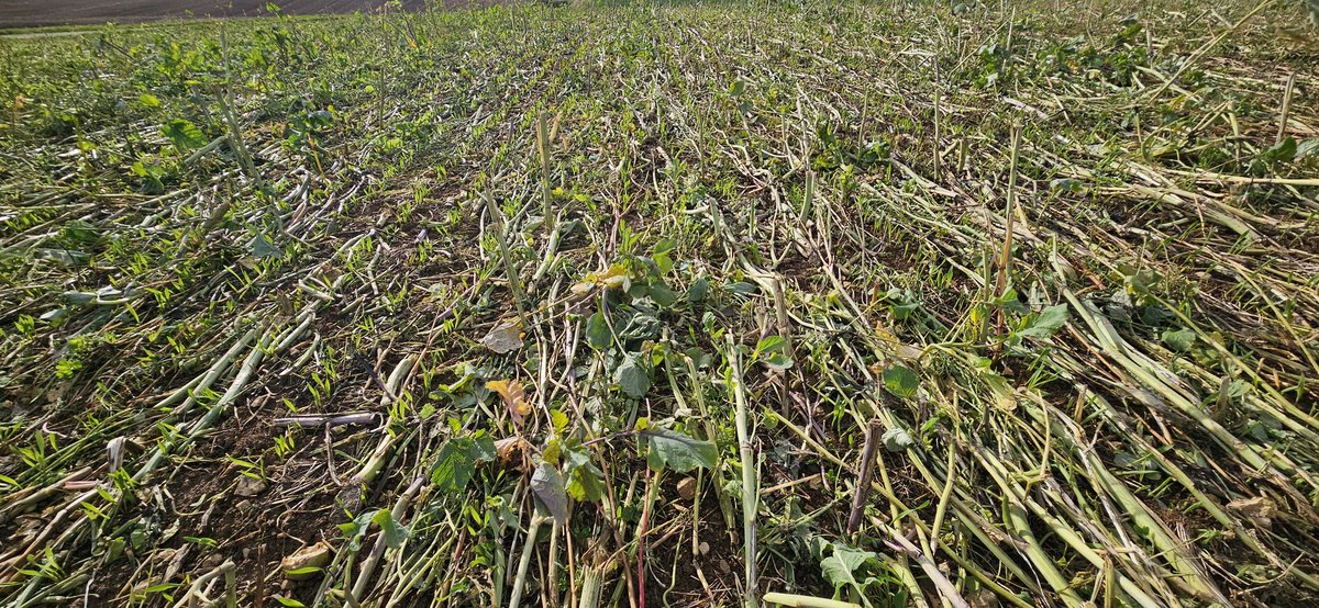 gn21guynoel's tweet image. Semis du 10 octobre #Orges2026 Comtesse #ACS