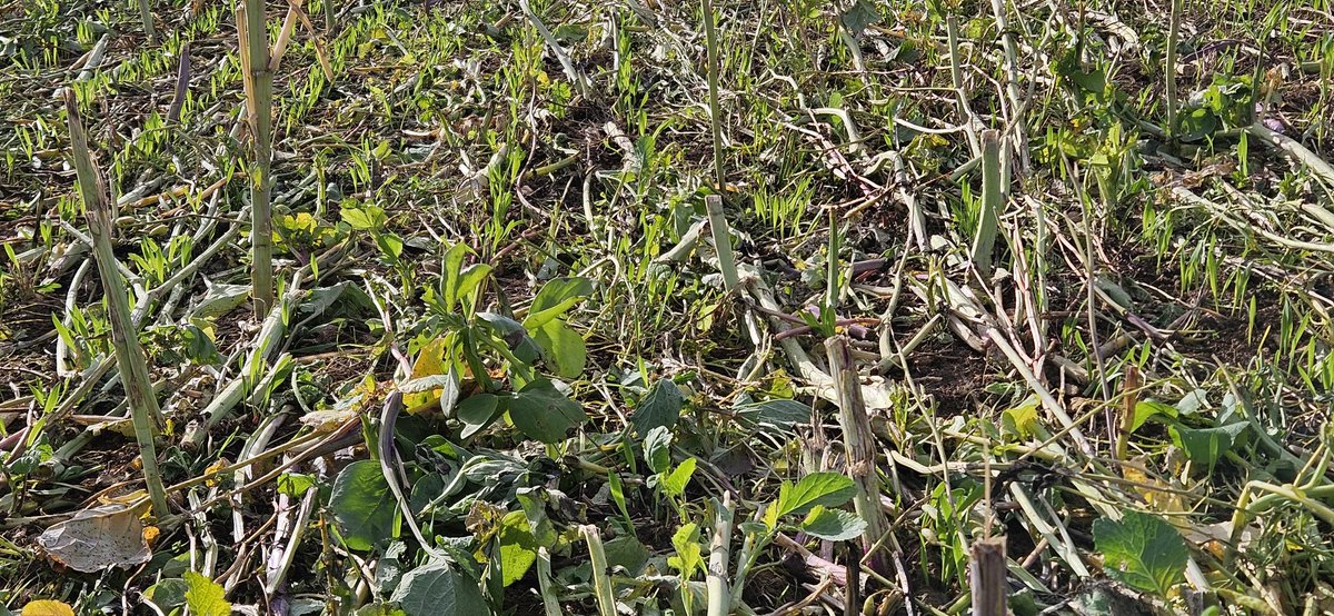 gn21guynoel's tweet image. Semis du 10 octobre #Orges2026 Comtesse #ACS