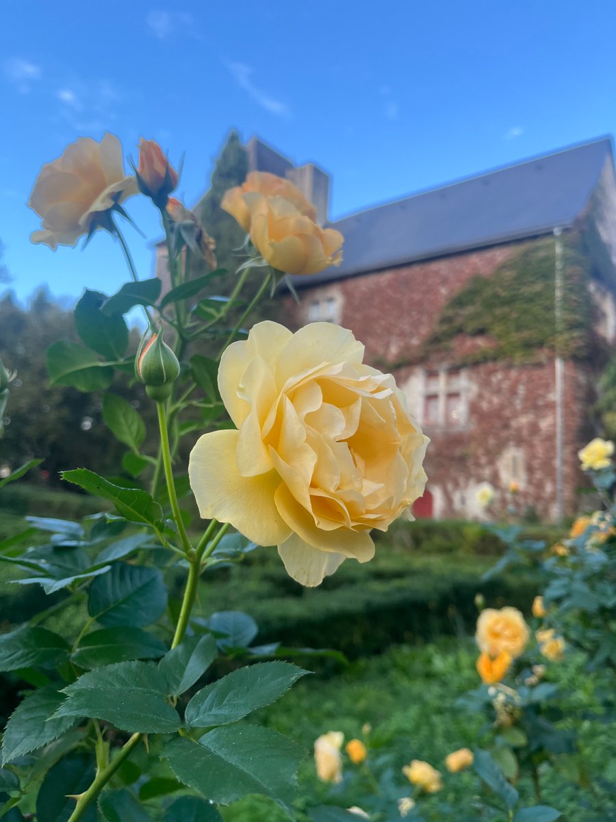 ParisjeTim's tweet photo. Roses, roses… 🌹❤️❤️🇫🇷 https://t.co/i8bNapZvad